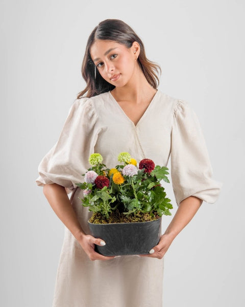 Floravia|Plant - Alissar Flowers Amman