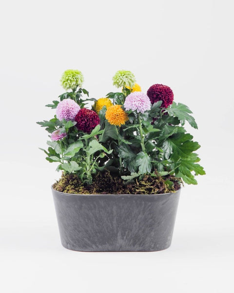 Floravia|Plant - Alissar Flowers Amman