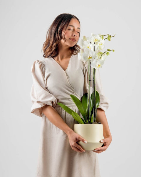 Poterra|Plant - Alissar Flowers Amman