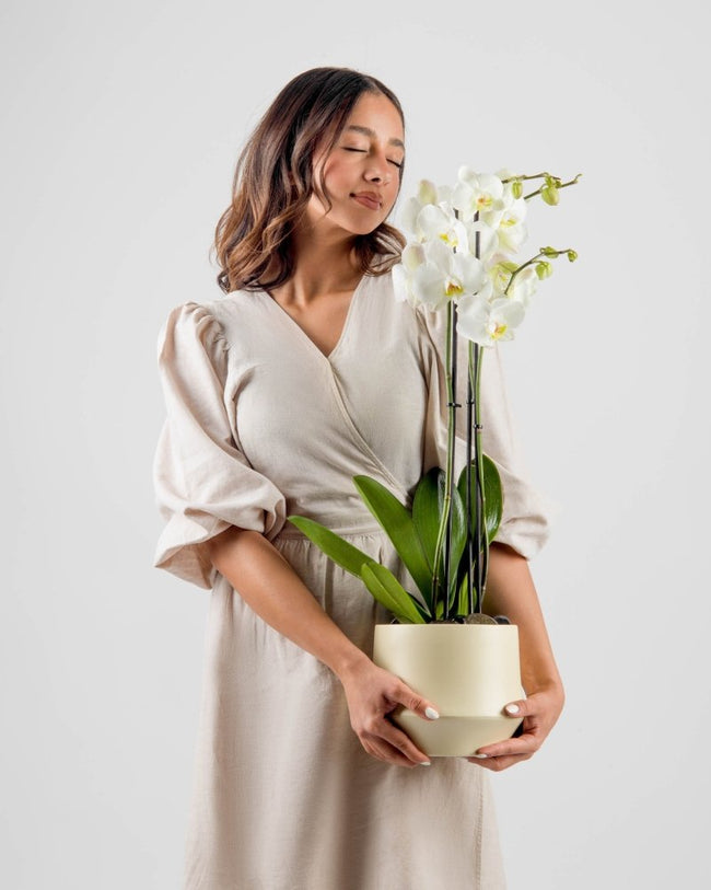 Poterra|Plant - Alissar Flowers Amman