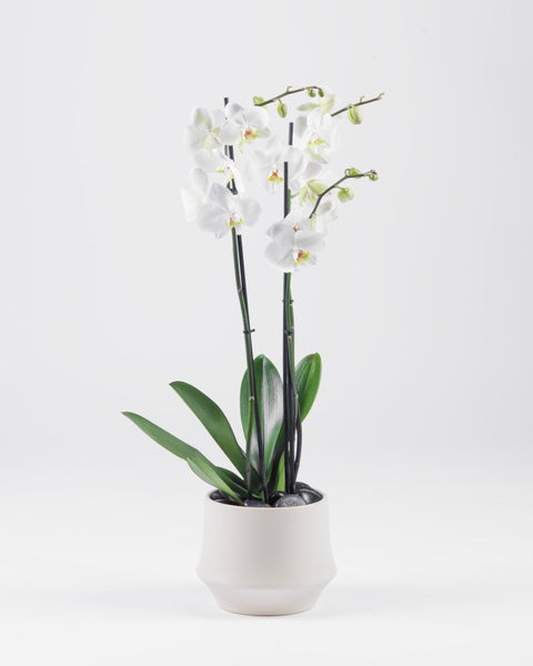 Poterra|Plant - Alissar Flowers Amman