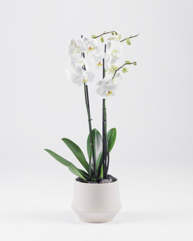 Poterra|Plant - Alissar Flowers Amman