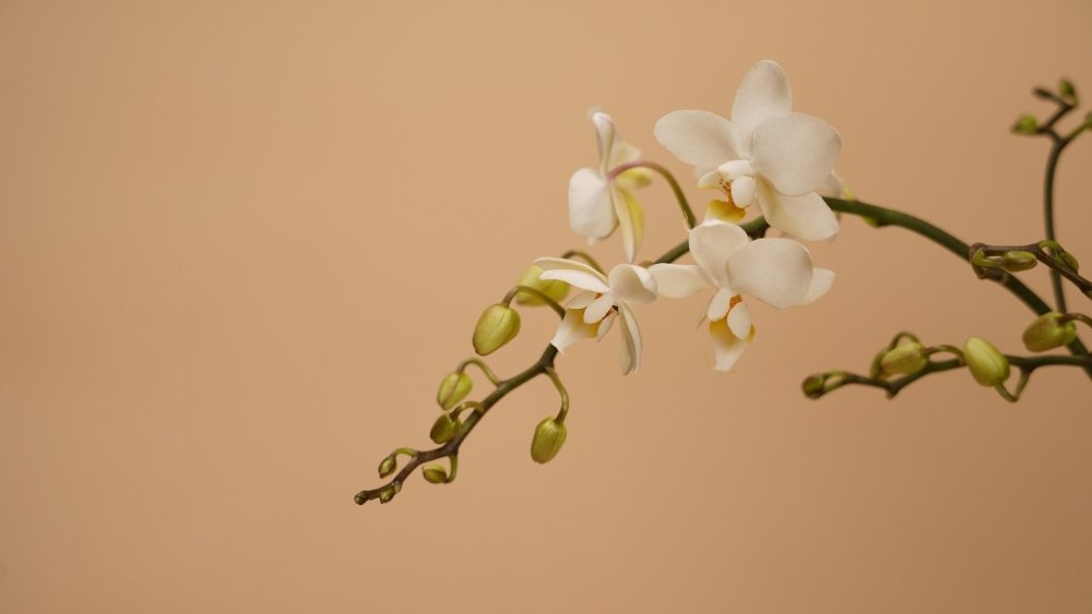 How To Take Care of Your Orchids - Alissar Flowers Amman