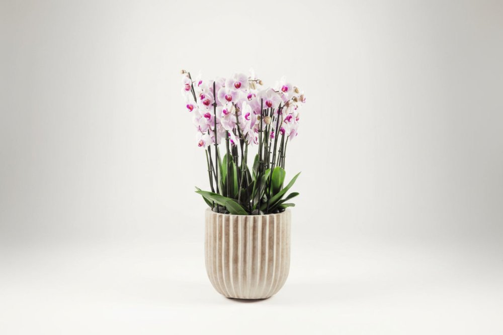 Plants - Alissar Flowers