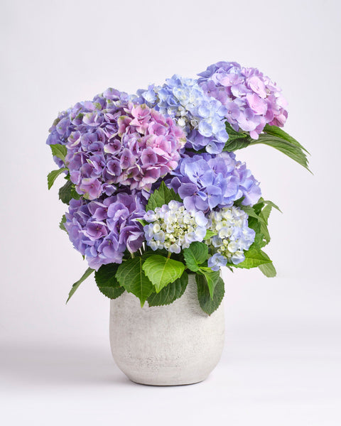 Afterglow type | Alissar Flowers
