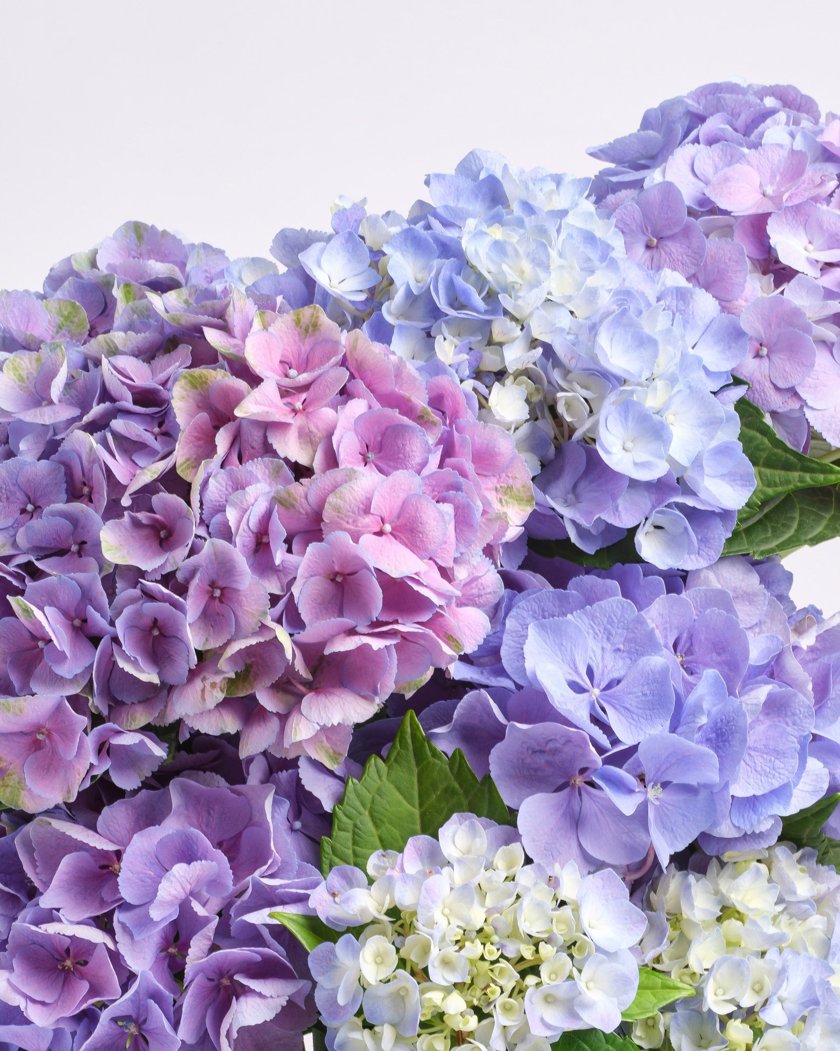 Afterglow type | Alissar Flowers