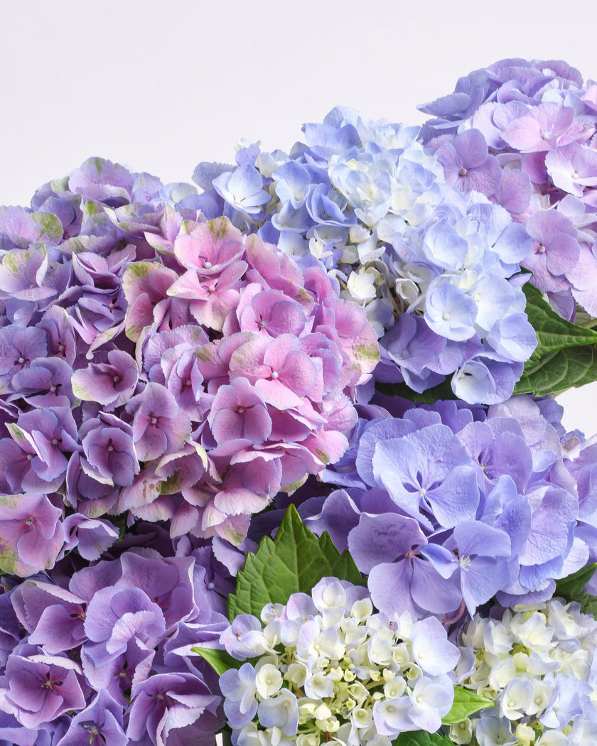 Afterglow type | Alissar Flowers