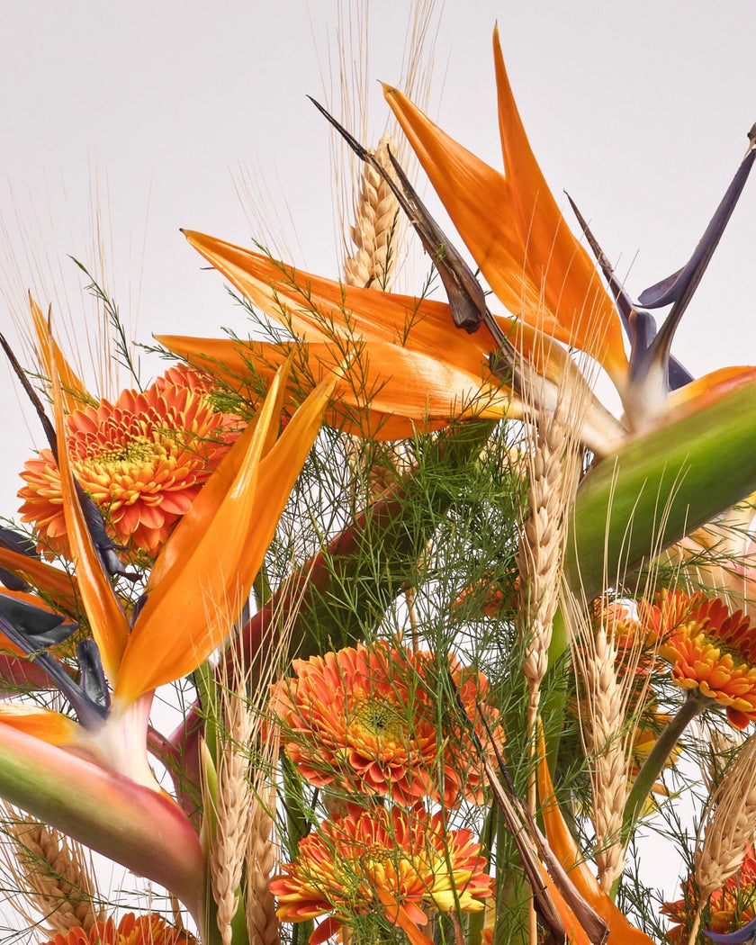 Amber Wild type | Alissar Flowers