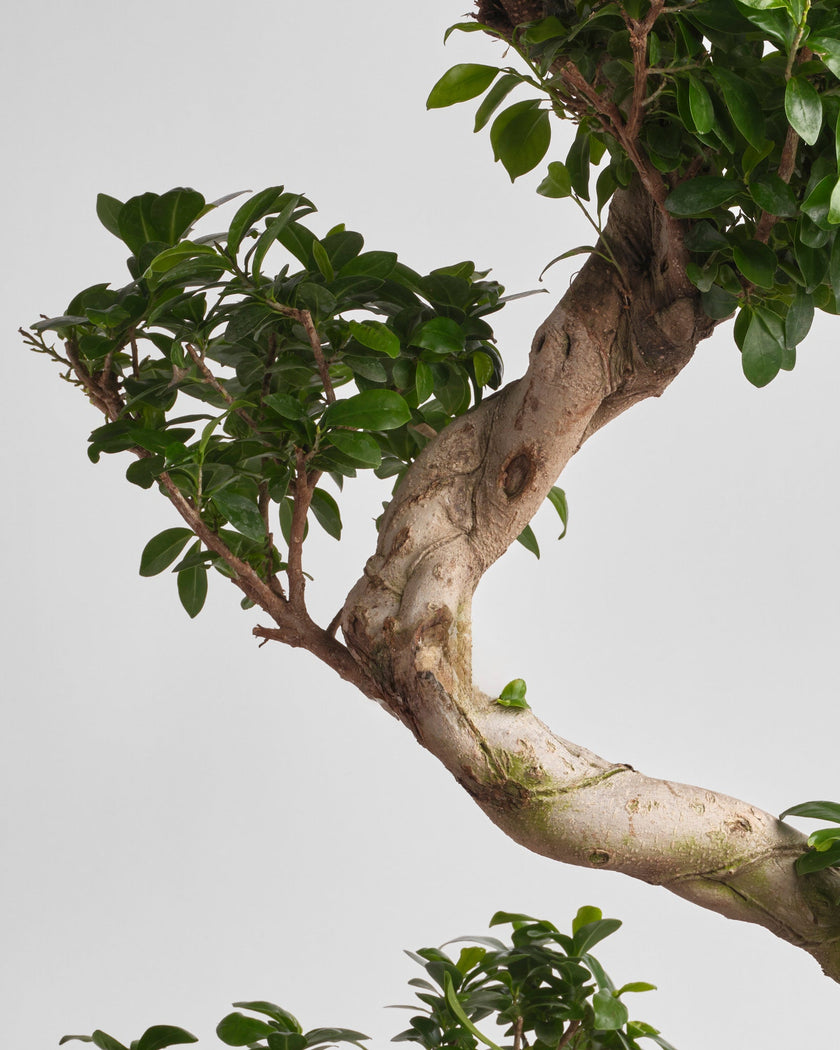 Ancient Sentinel type | Alissar Flowers