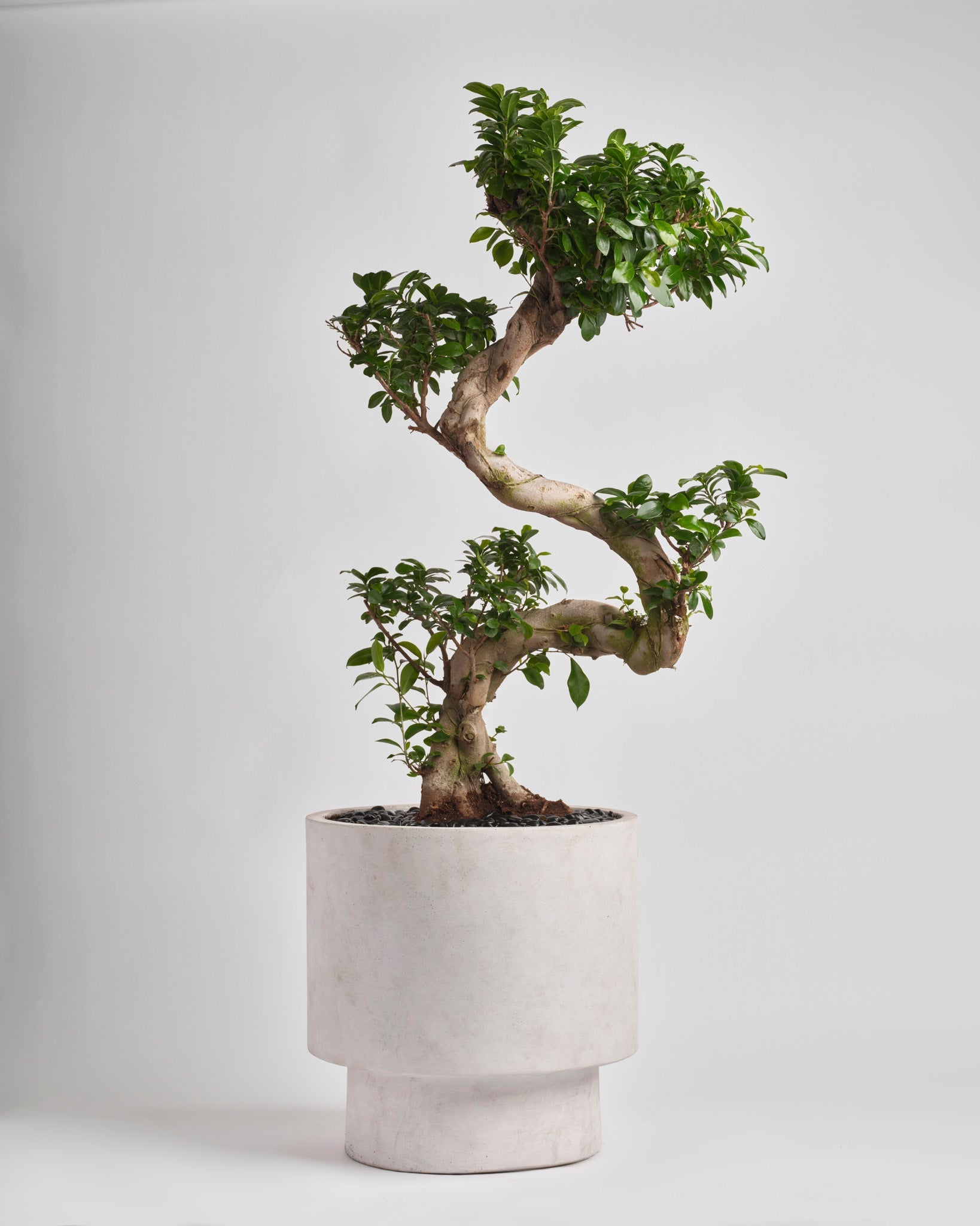 Ancient Sentinel | Alissar Flowers