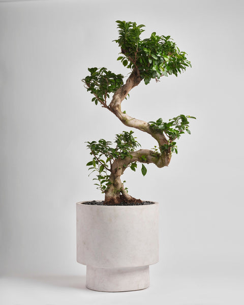 Ancient Sentinel type | Alissar Flowers