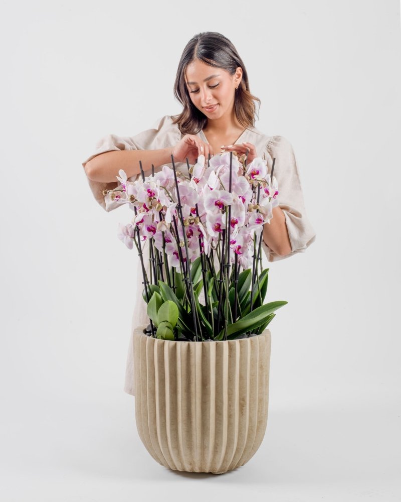 Aureflora|Plant - Alissar Flowers Amman