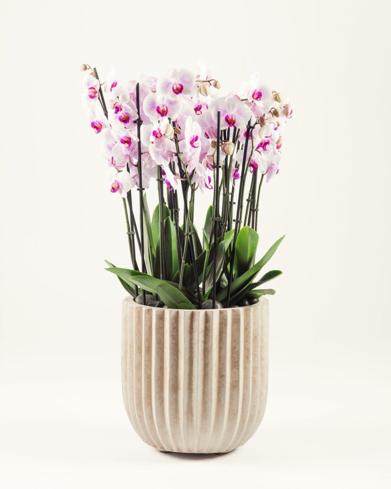 Aureflora|Plant - Alissar Flowers Amman