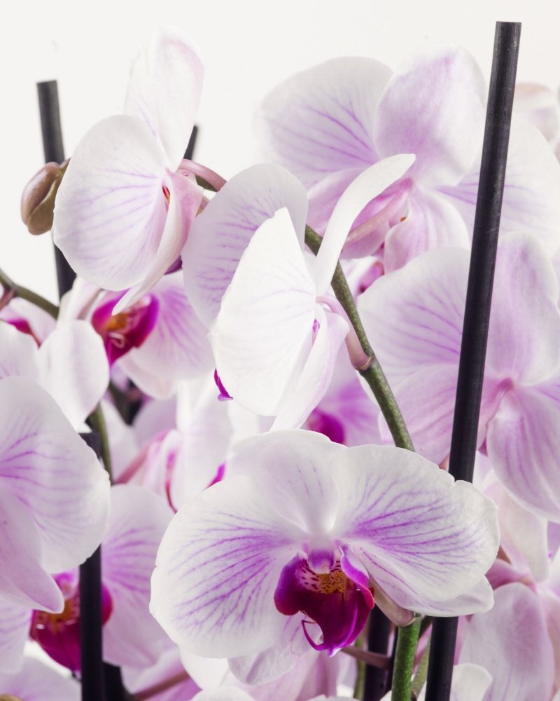 Aureflora|Plant - Alissar Flowers Amman