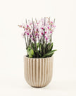 Aureflora|Plant - Alissar Flowers Amman