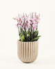 Aureflora|Plant - Alissar Flowers Amman