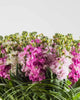 Aurora Adagio|Flowers in a Vase - Alissar Flowers Amman