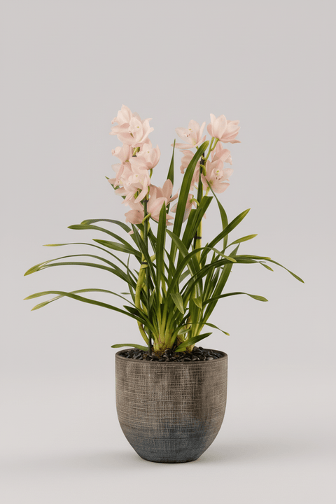 Cascading Jade type | Alissar Flowers