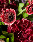 Close to Home type | Alissar Flowers