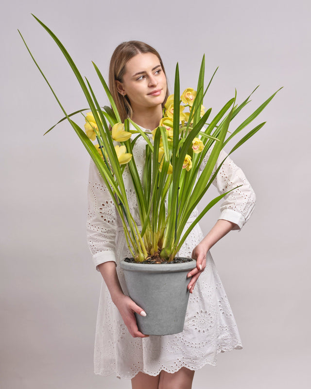 Cymbidium Aura type | Alissar Flowers