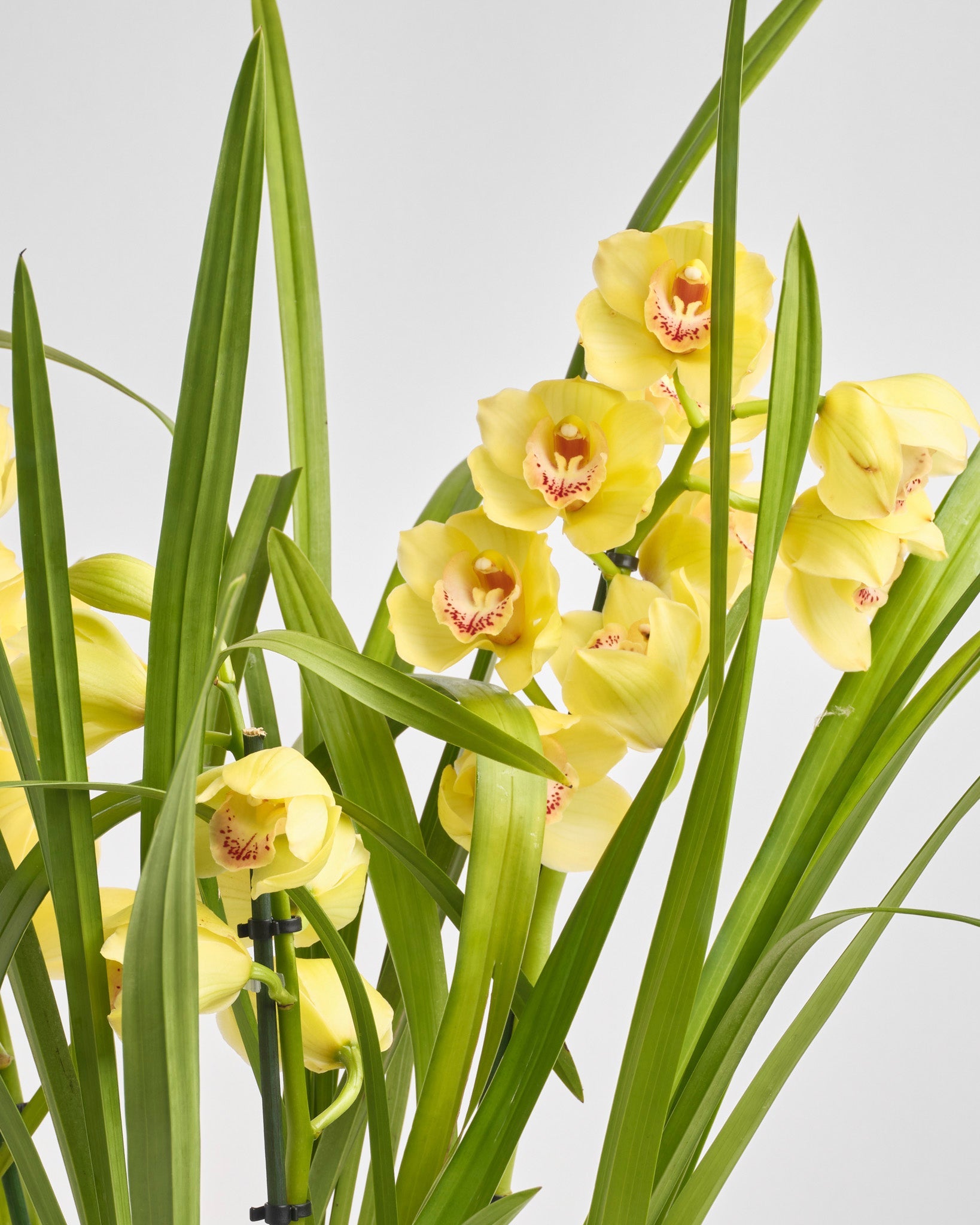 Cymbidium Aura type | Alissar Flowers