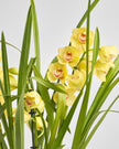 Cymbidium Aura type | Alissar Flowers