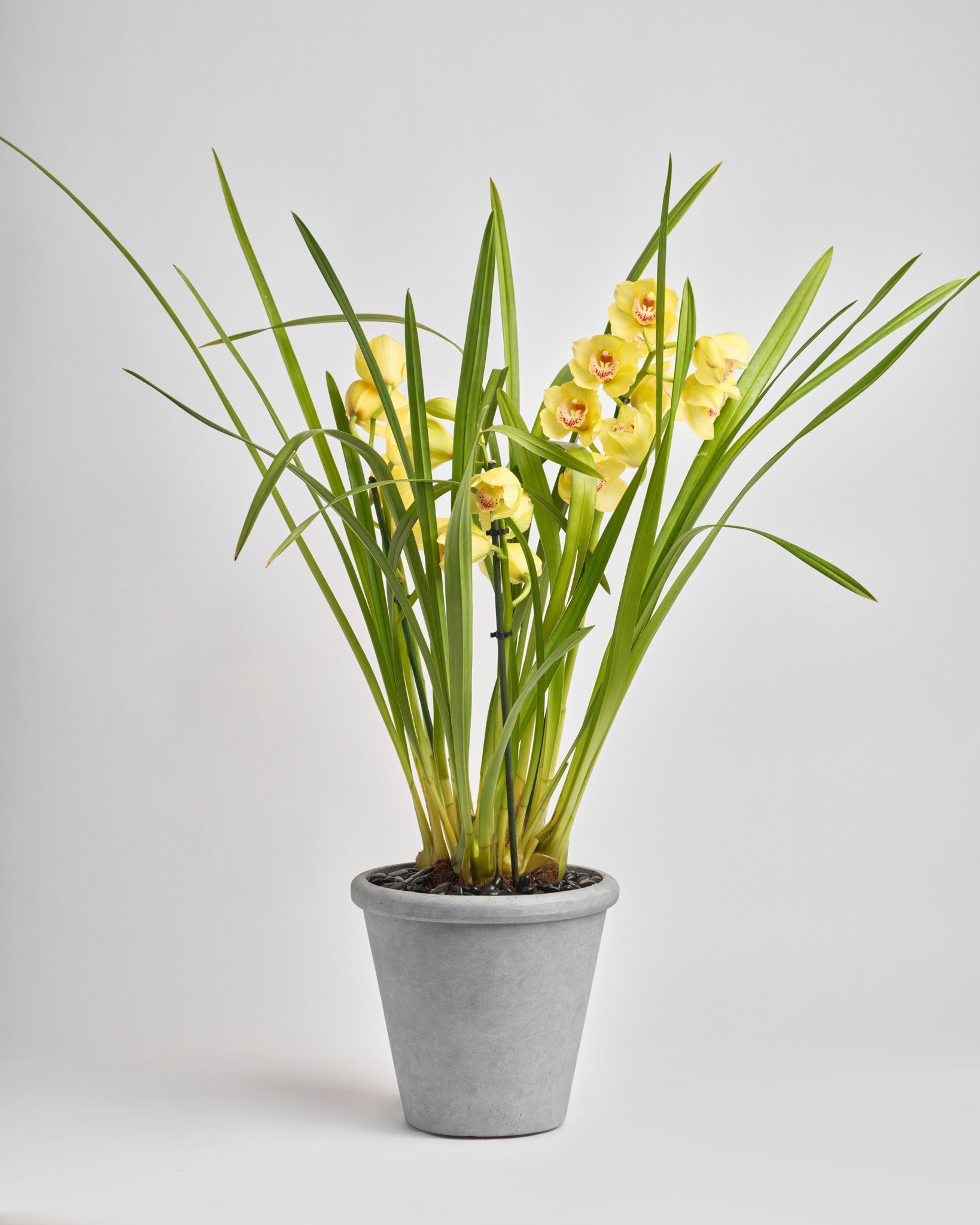 Cymbidium Aura type | Alissar Flowers