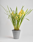 Cymbidium Aura type | Alissar Flowers
