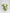 Daylight Dance|Flowers in a Vase - Alissar Flowers Amman