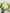 Daylight Dance|Flowers in a Vase - Alissar Flowers Amman