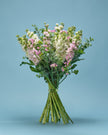 Gentle Care type | Alissar Flowers