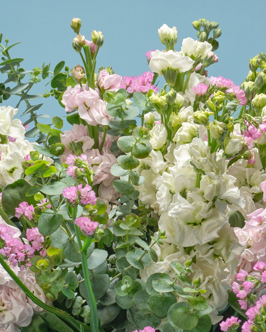 Gentle Care type | Alissar Flowers