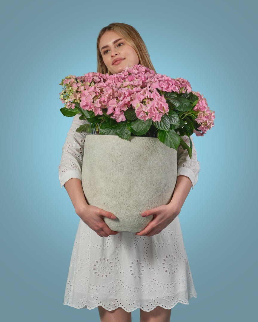 Gentle Roots type | Alissar Flowers