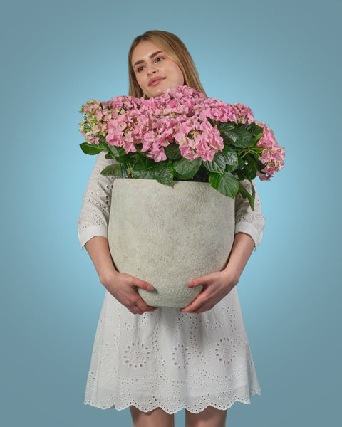 Gentle Roots type | Alissar Flowers