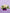 Golden Glow|Graduation Bundle - Alissar Flowers Amman