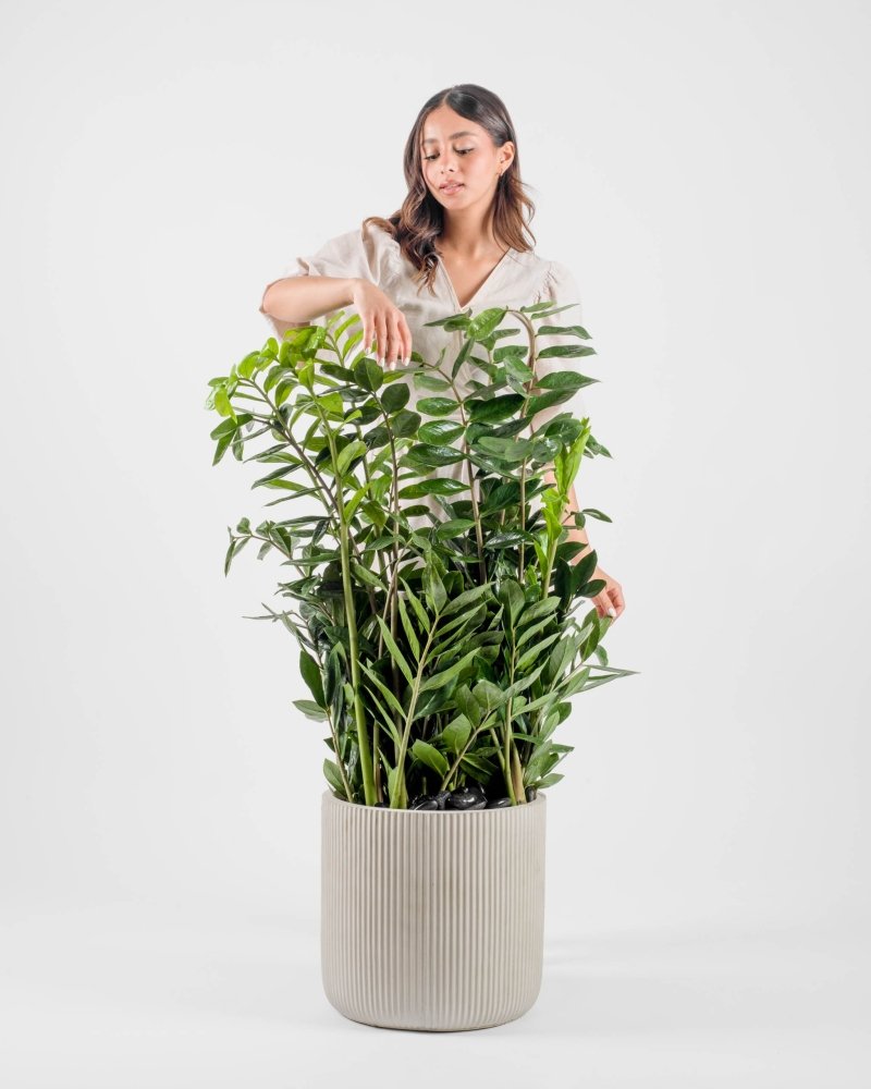 Greenselle|Plant - Alissar Flowers Amman