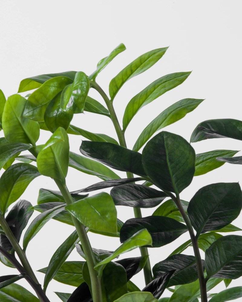 Greenselle|Plant - Alissar Flowers Amman