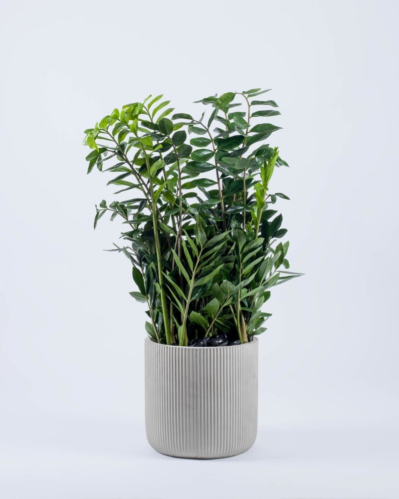 Greenselle|Plant - Alissar Flowers Amman