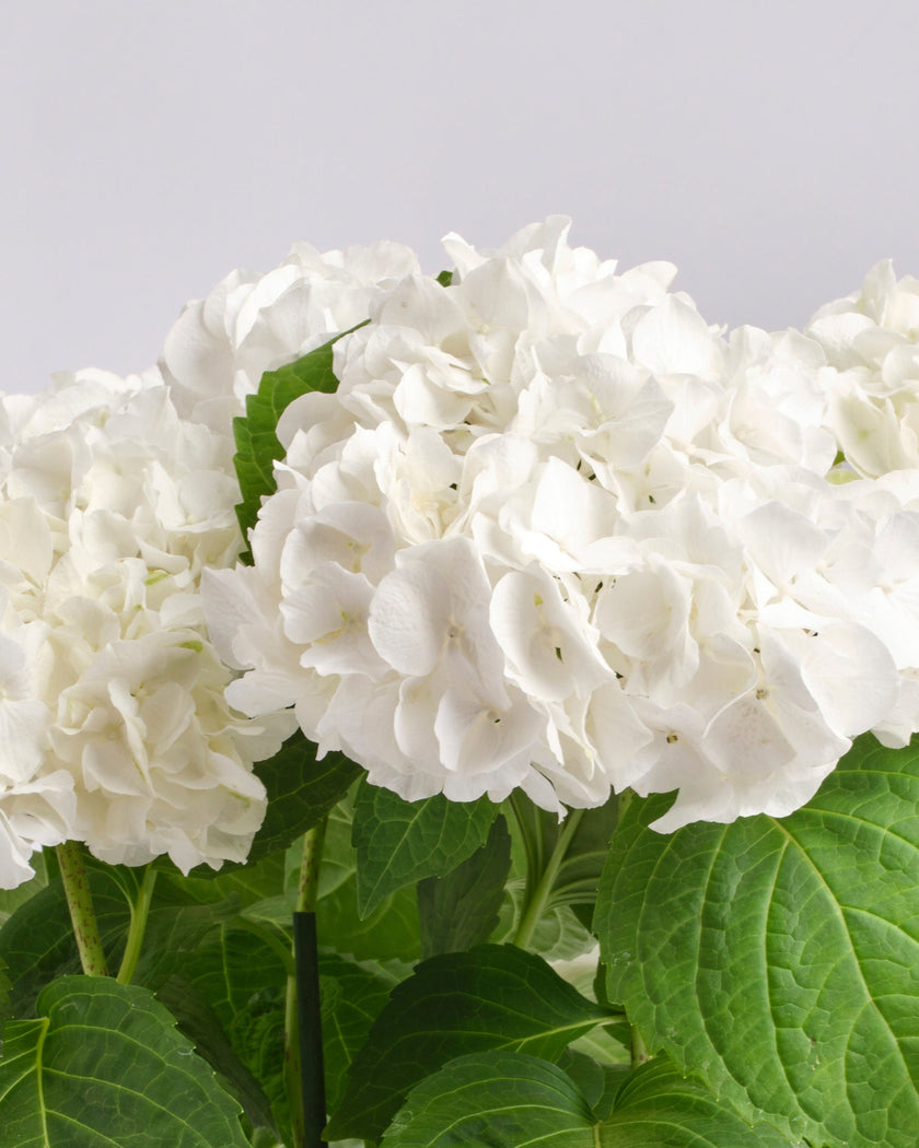 Halo type | Alissar Flowers