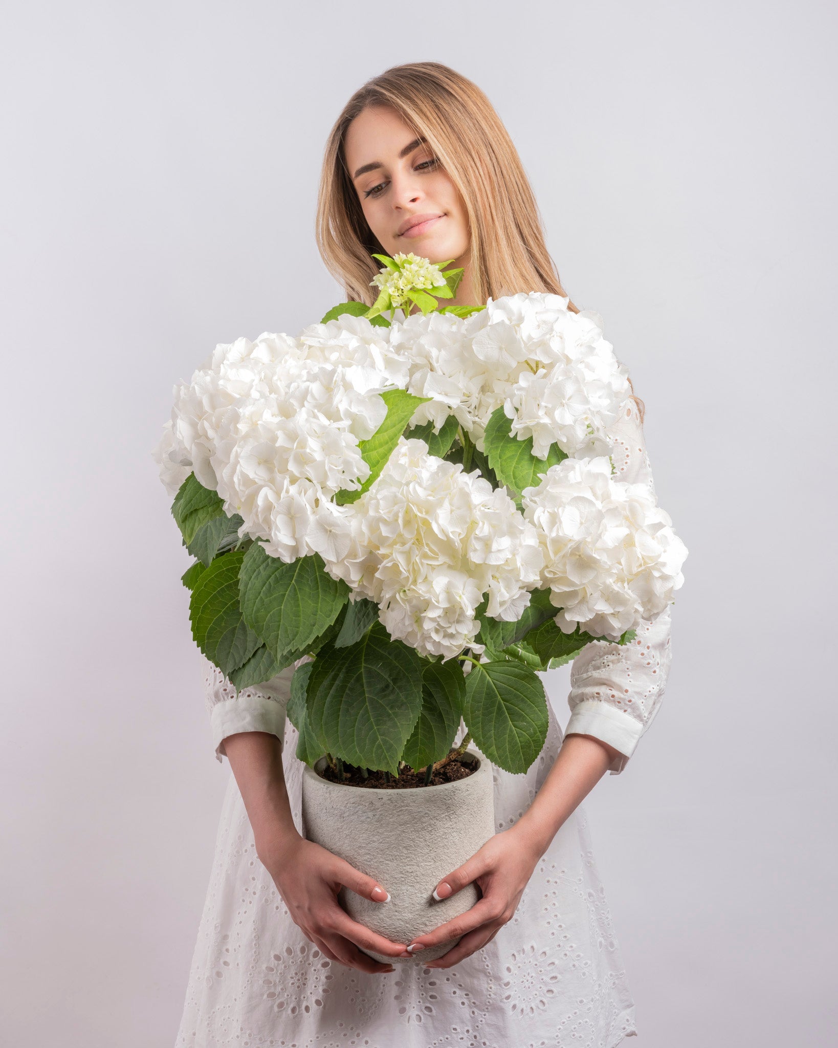 Halo type | Alissar Flowers