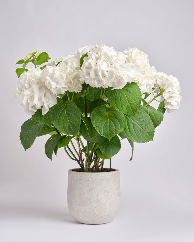 Halo type | Alissar Flowers