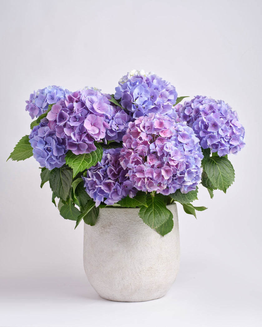 Haven type | Alissar Flowers