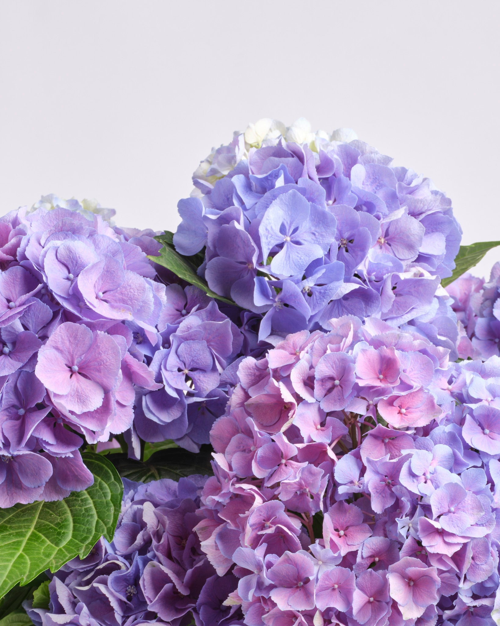 Haven type | Alissar Flowers