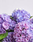 Haven type | Alissar Flowers