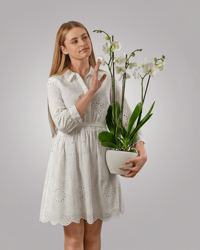 Jade Oasis type | Alissar Flowers