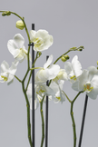 Jade Oasis type | Alissar Flowers