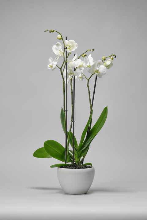 Jade Oasis type | Alissar Flowers