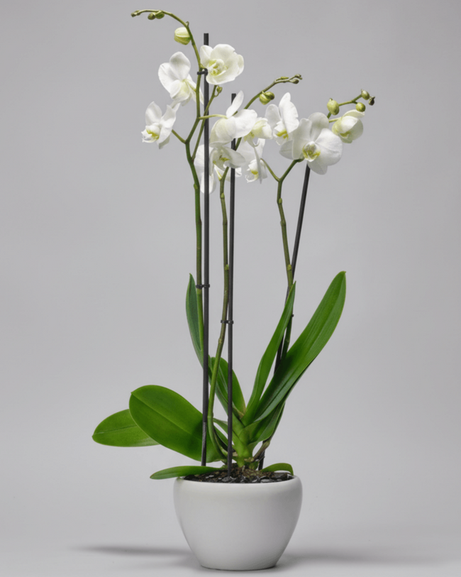 Jade Oasis type | Alissar Flowers