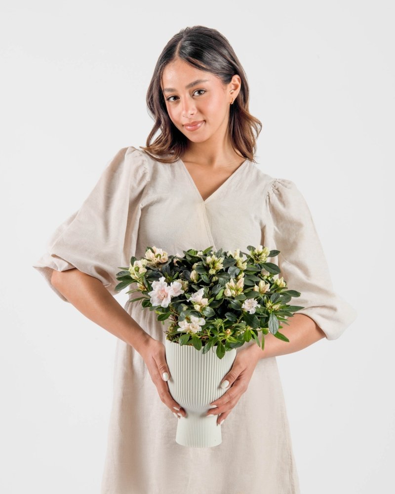 Jardinelle|Plant - Alissar Flowers Amman