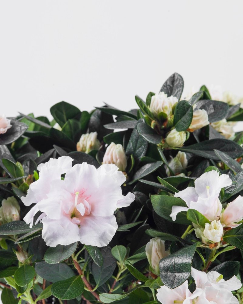 Jardinelle|Plant - Alissar Flowers Amman